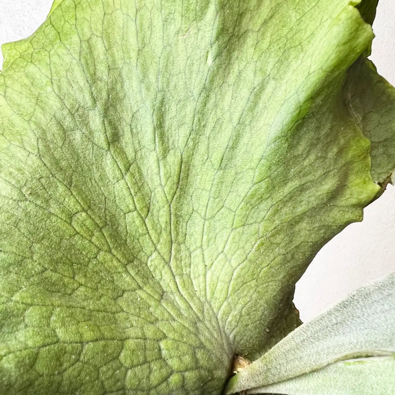 Platycerium Wandae x Veitchii