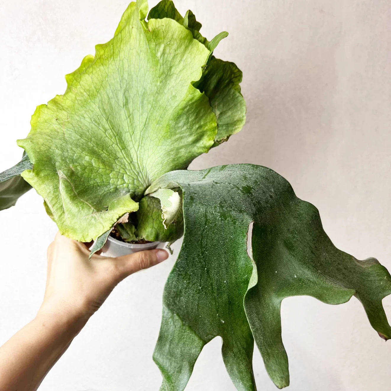 Platycerium Wandae x Veitchii