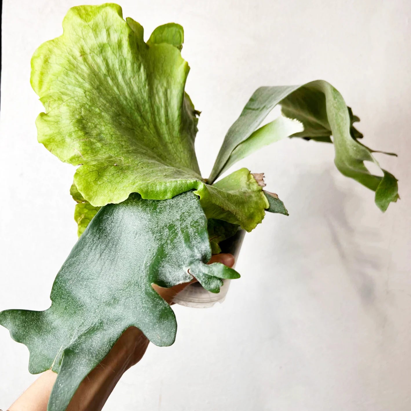 Platycerium Wandae x Veitchii