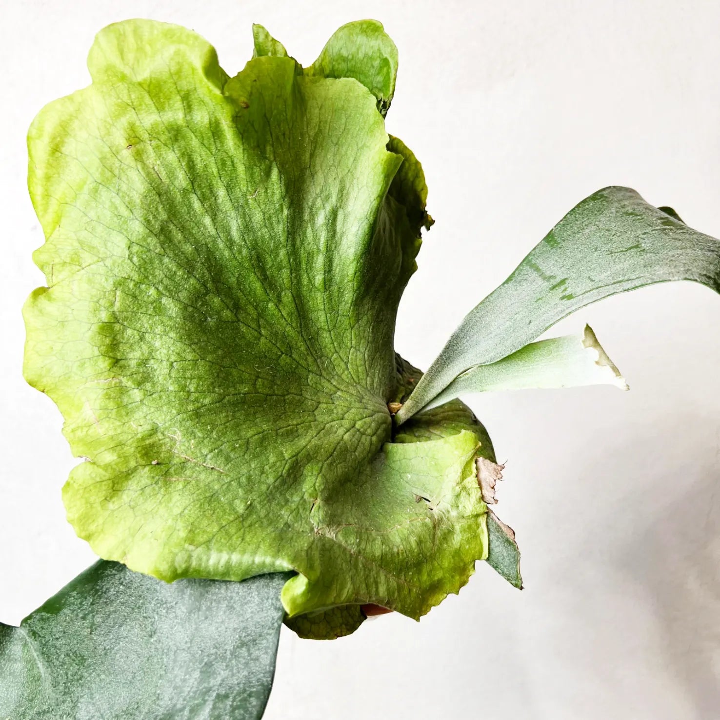 Platycerium Wandae x Veitchii