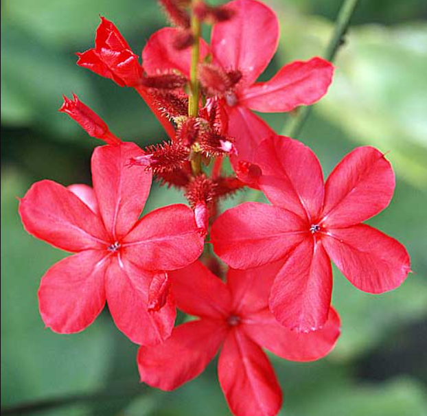 Plumbago Indica