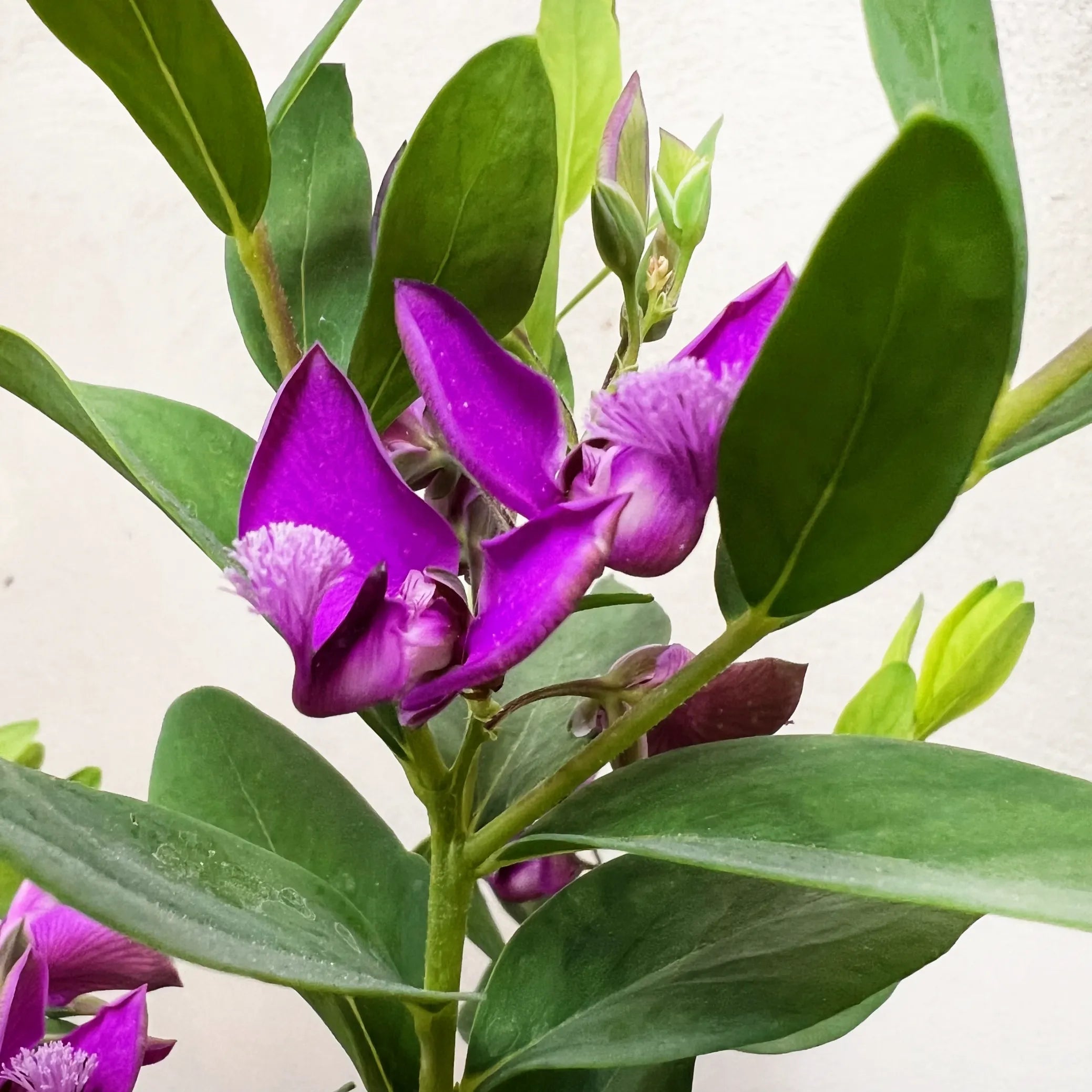 Polygala
