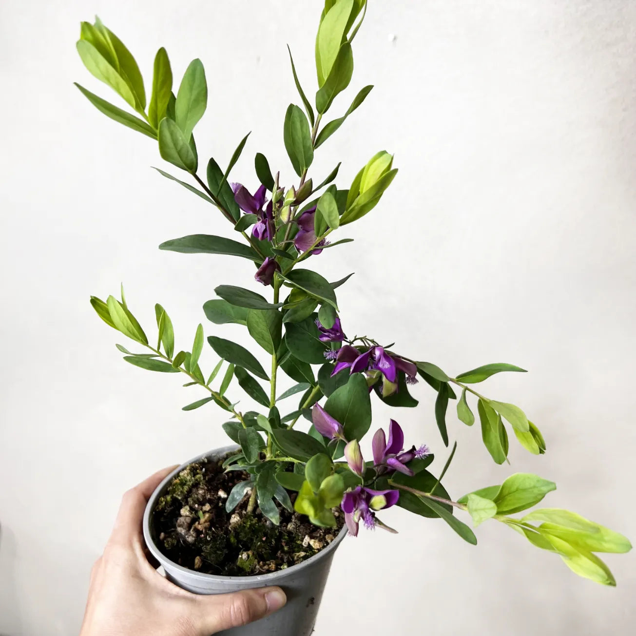 Polygala