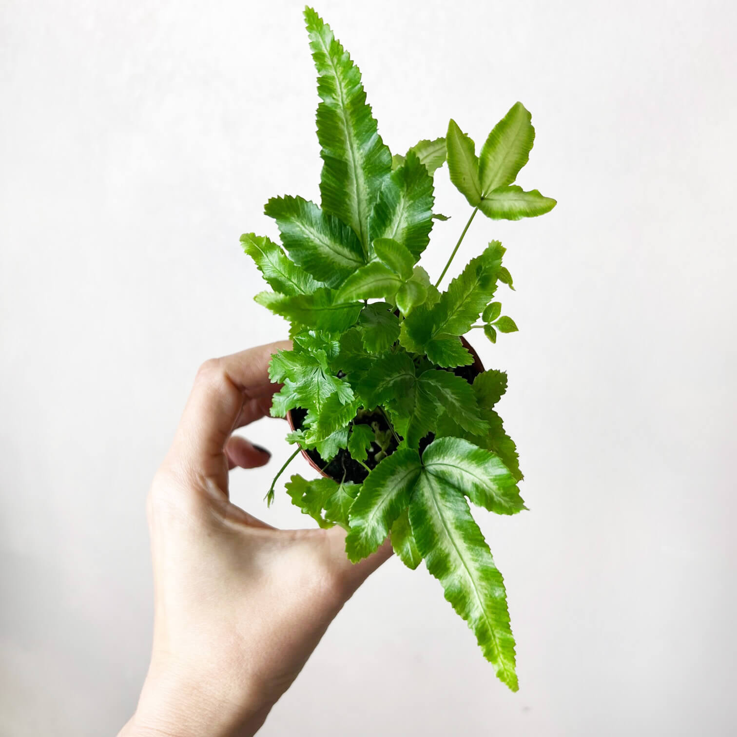 mini Pteris Cretica Albolineata