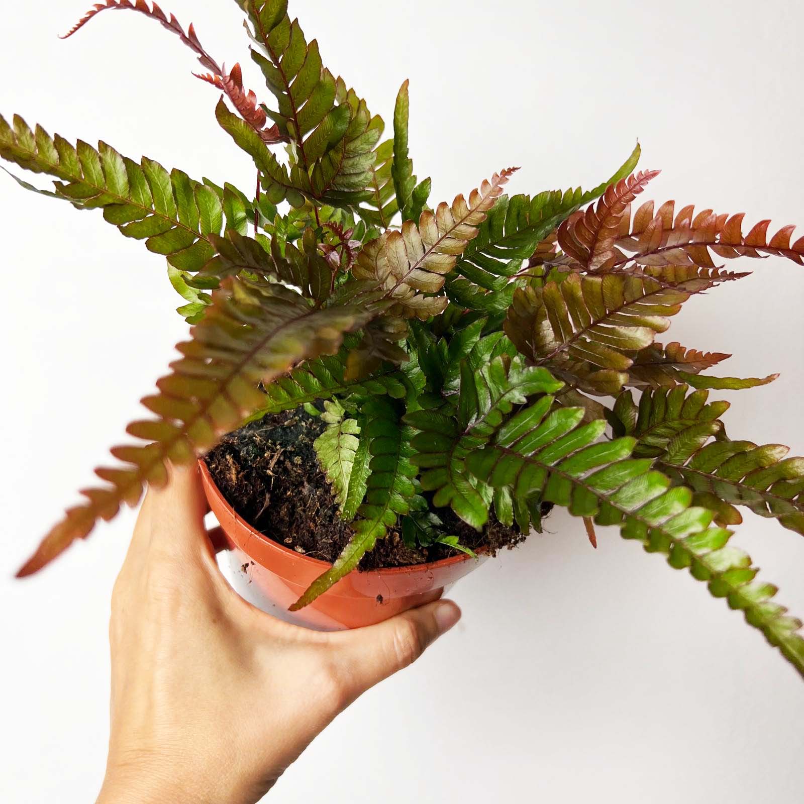Pteris quadriaurita 'Tricolor'