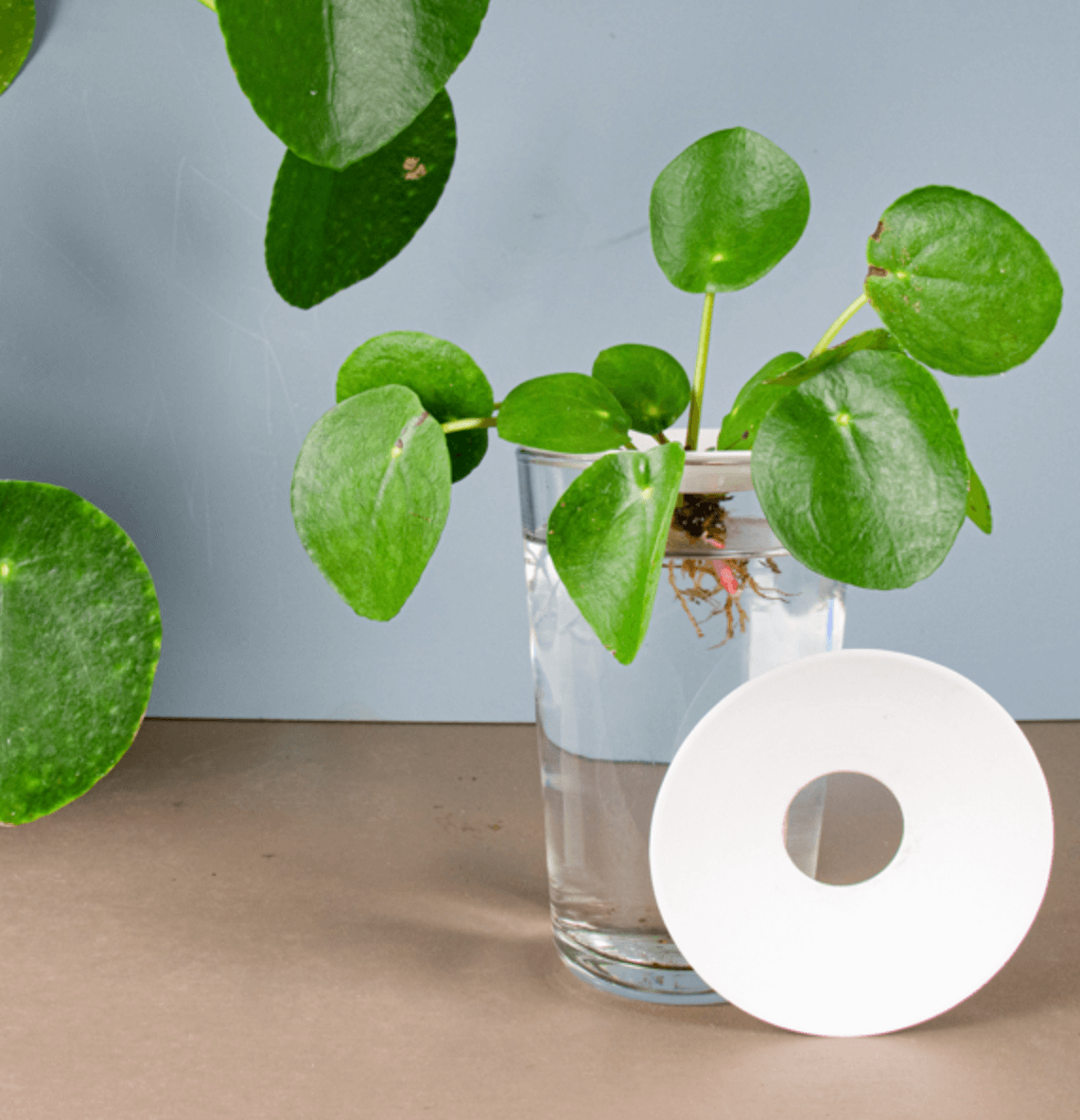 Piattino di germinazione e propagazione in porcellana