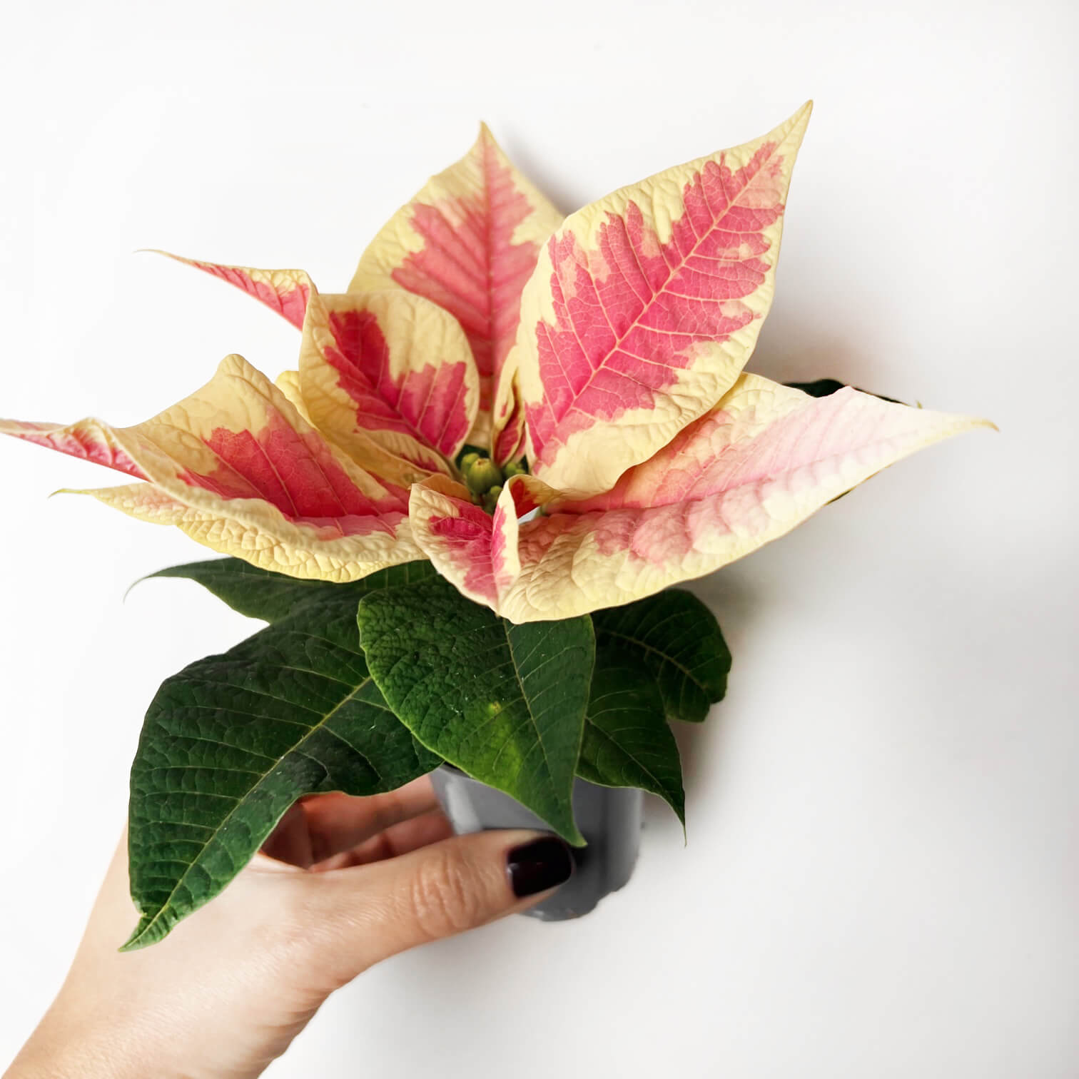 Stella di Natale/ Euphorbia pulch. Saturnus Marble