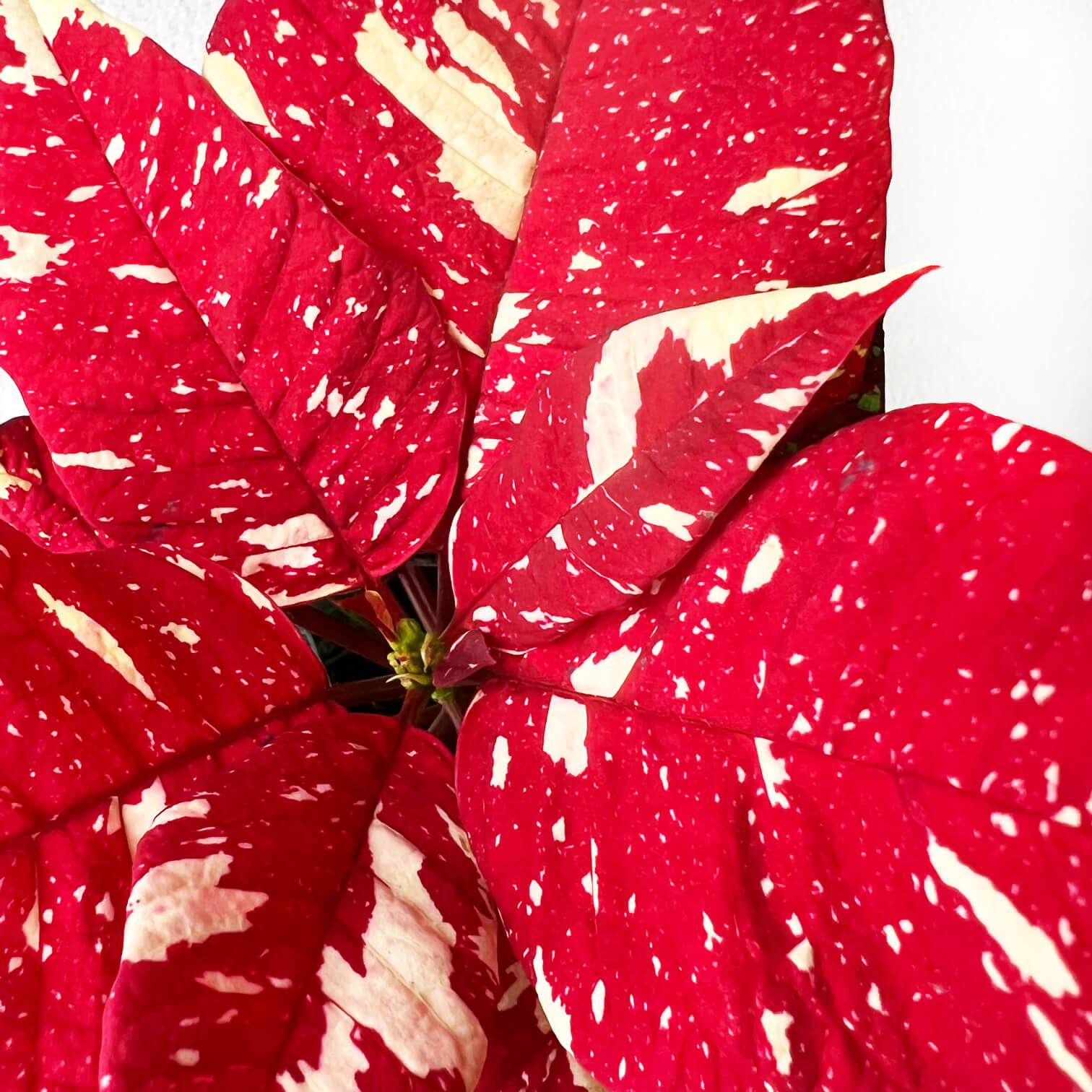 Stella di Natale/ Euphorbia pulch. Primero Glitter