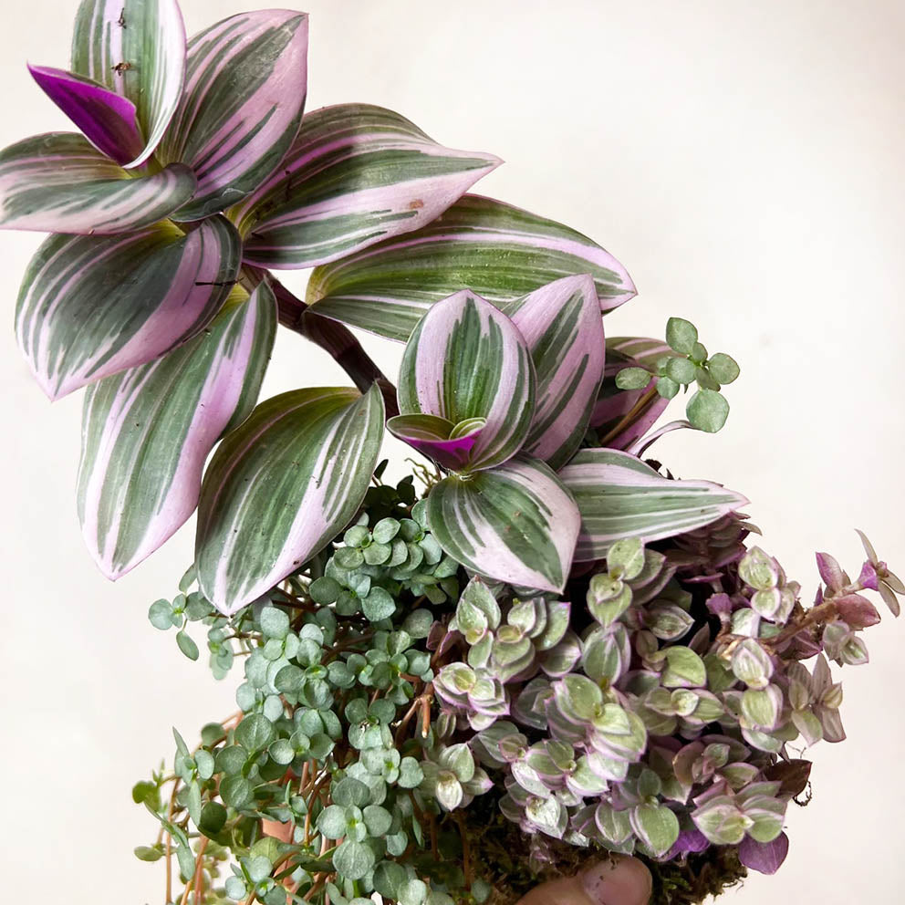 KOKET (KOKE-BOUQUET)-Flaminia