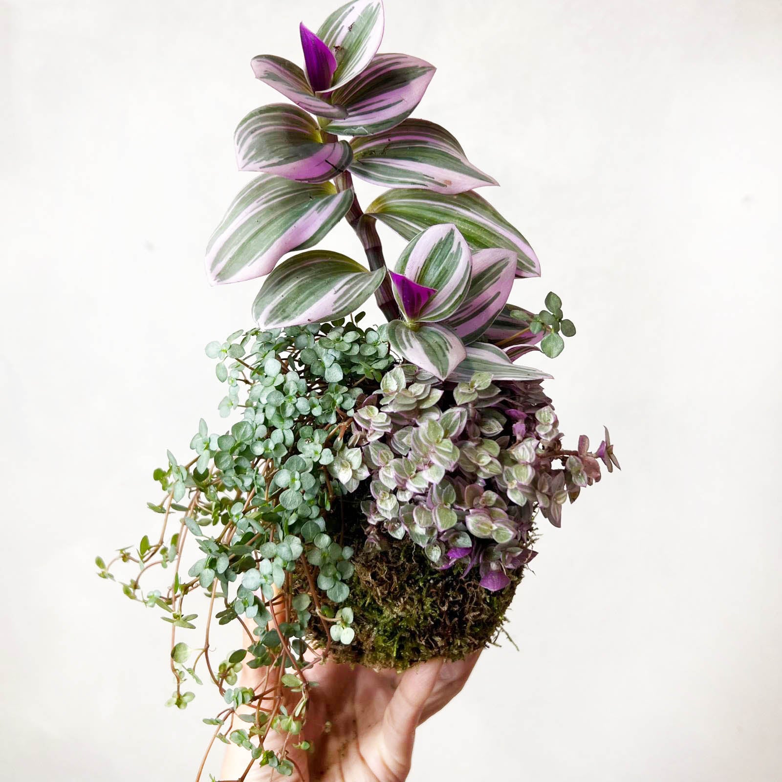 KOKET (KOKE-BOUQUET)-Flaminia