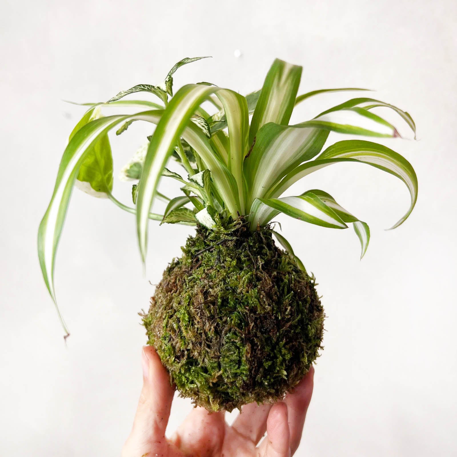 KOKET (KOKE-BOUQUET)-Jean