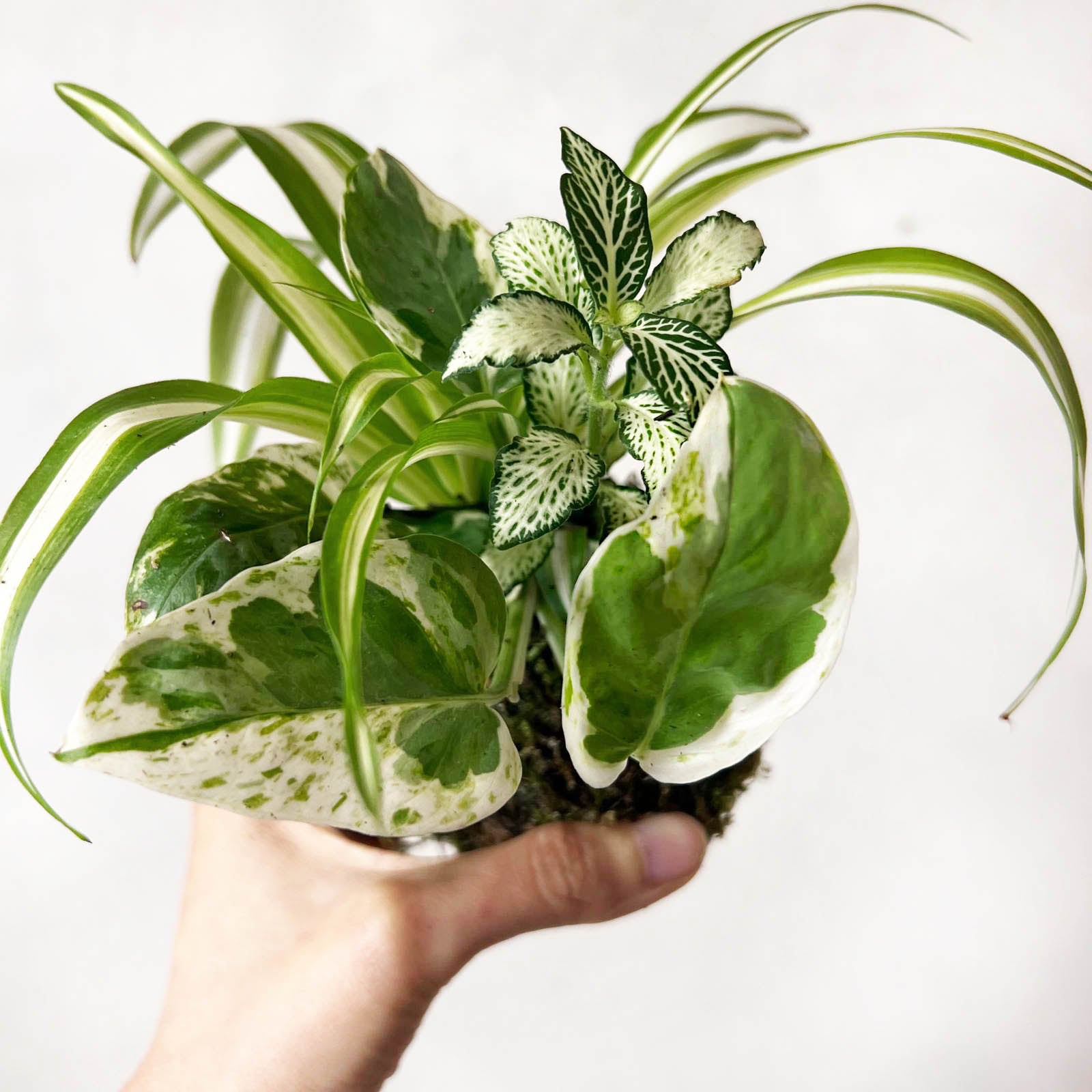 KOKET (KOKE-BOUQUET)-Jean