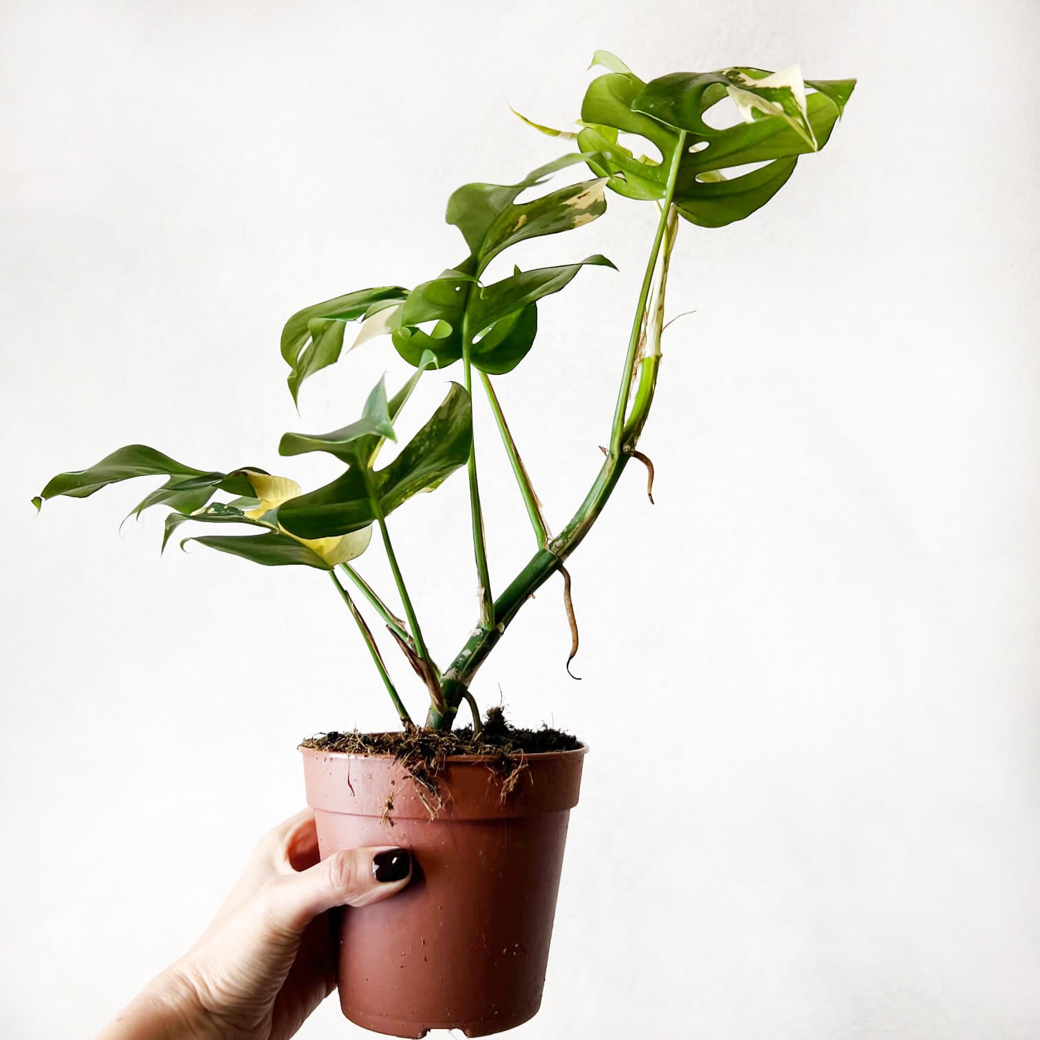 Rhaphidophora Tetrasperma Variegata (Monstera Minima)