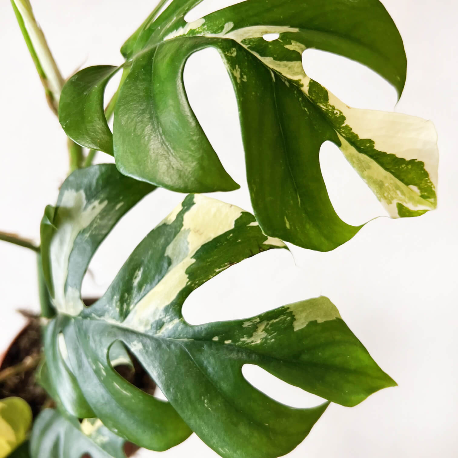 Rhaphidophora Tetrasperma Variegata (Monstera Minima)