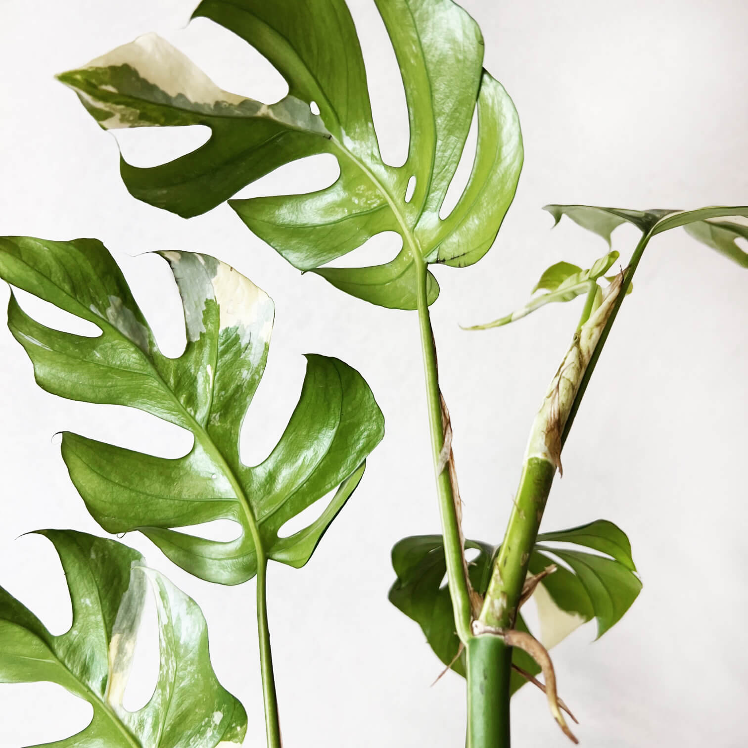 Rhaphidophora Tetrasperma Variegata (Monstera Minima)
