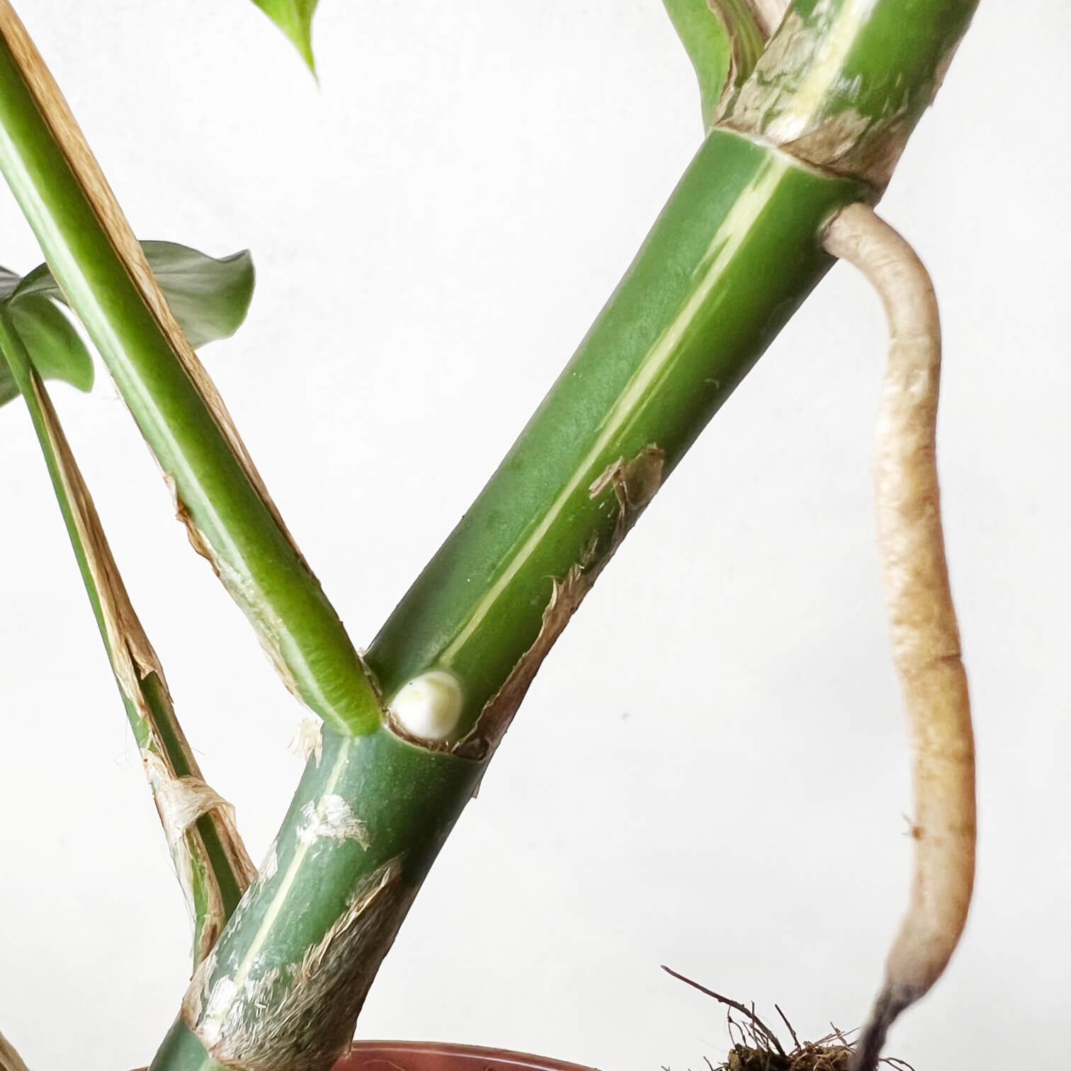 Rhaphidophora Tetrasperma Variegata (Monstera Minima)