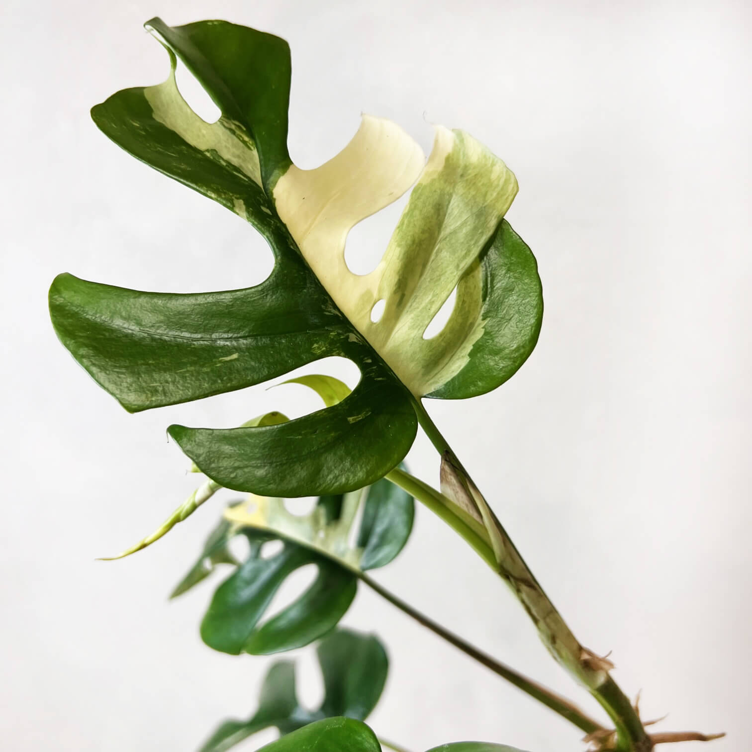 Rhaphidophora Tetrasperma Variegata (Monstera Minima)
