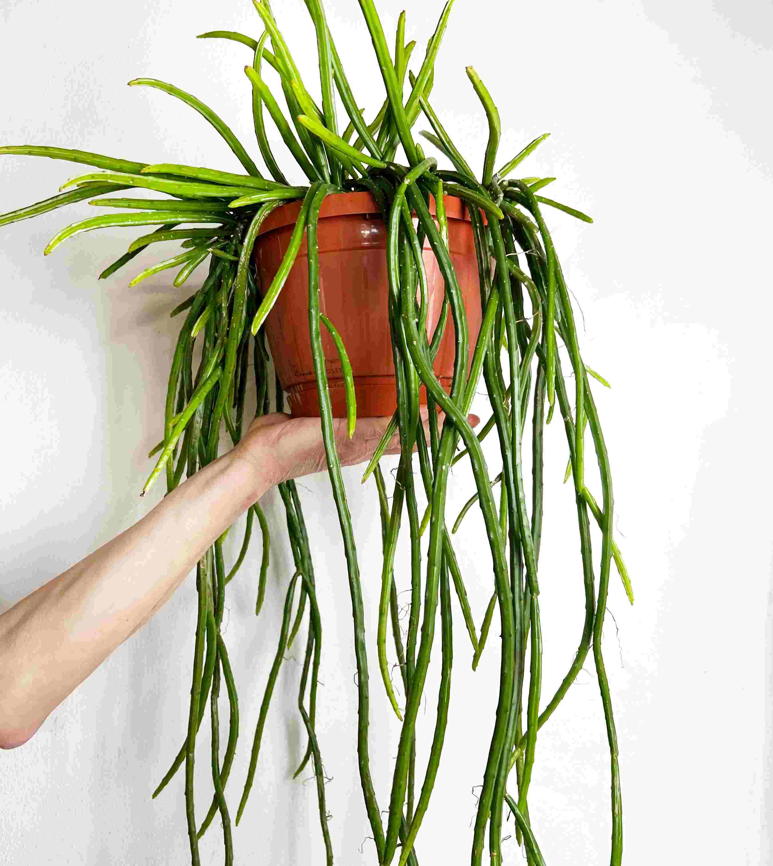 Rhipsalis Selenicereus