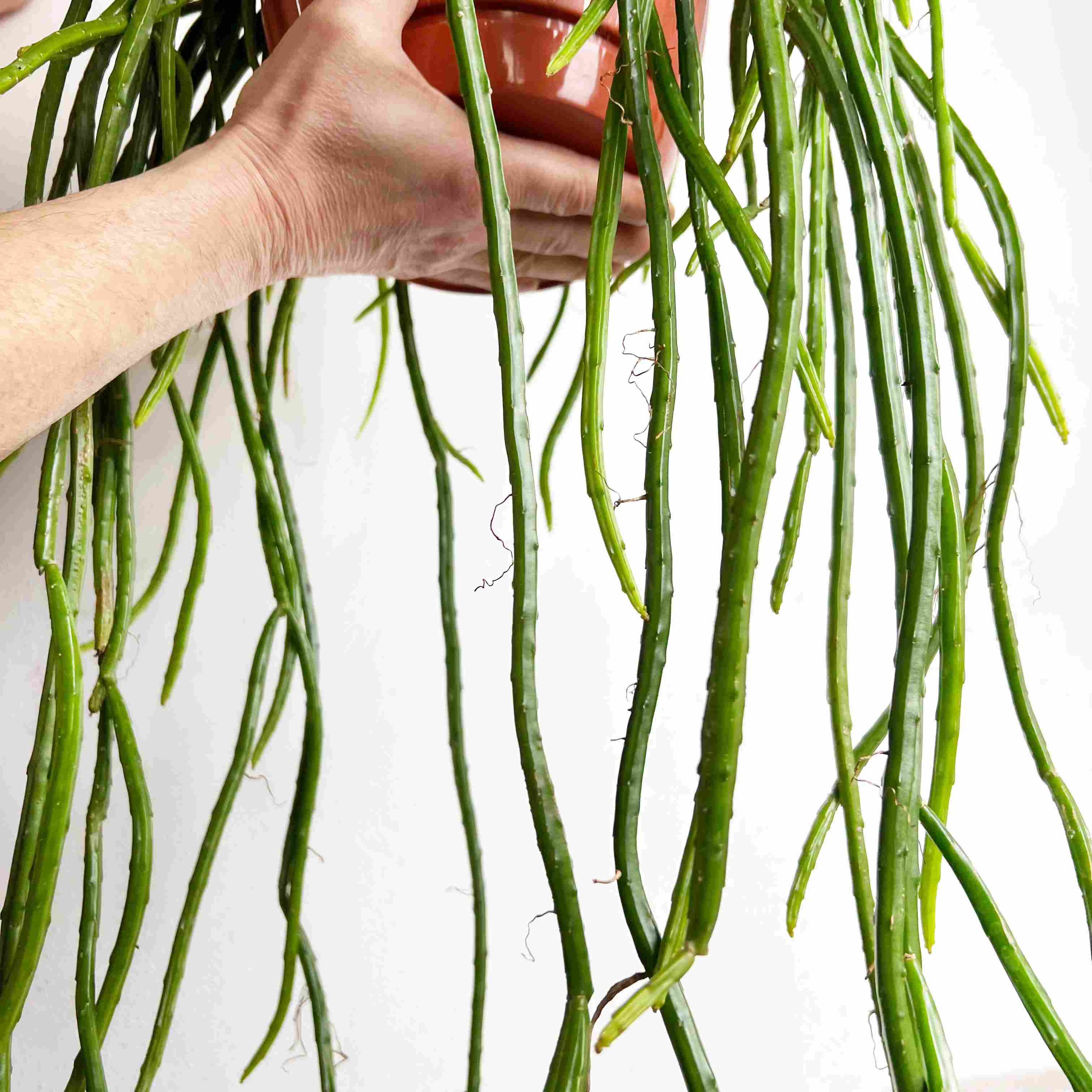 Rhipsalis Selenicereus