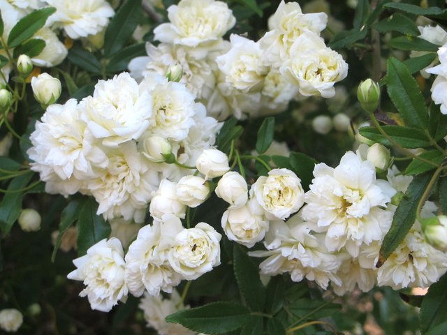 Rosa Banskiae Alba Plena