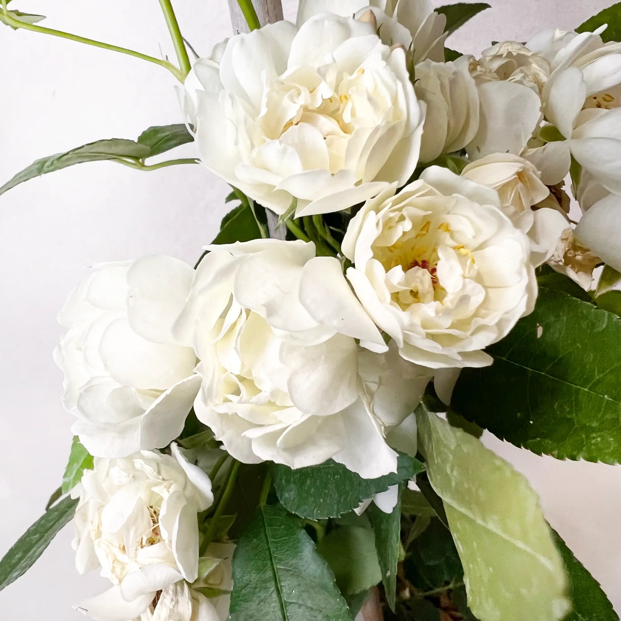 Rosa Banskiae Alba Plena