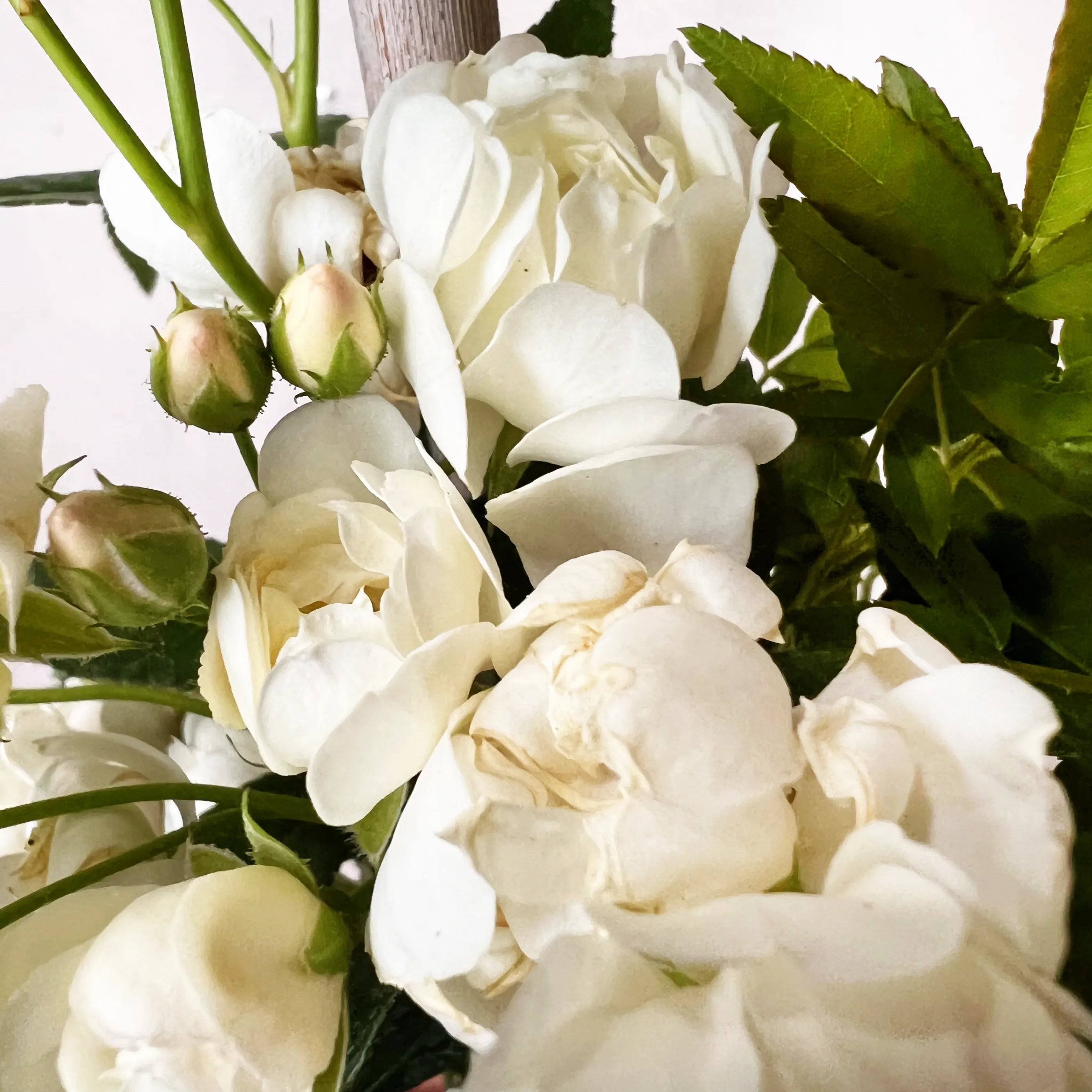 Rosa Banksiae Alba Plena