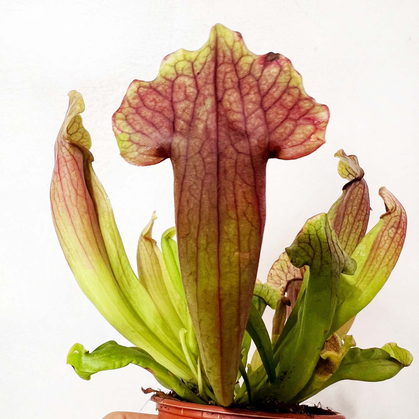Sarracenia 'Marron'