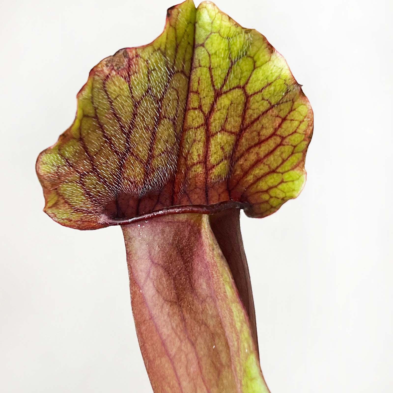 Sarracenia 'Marron'