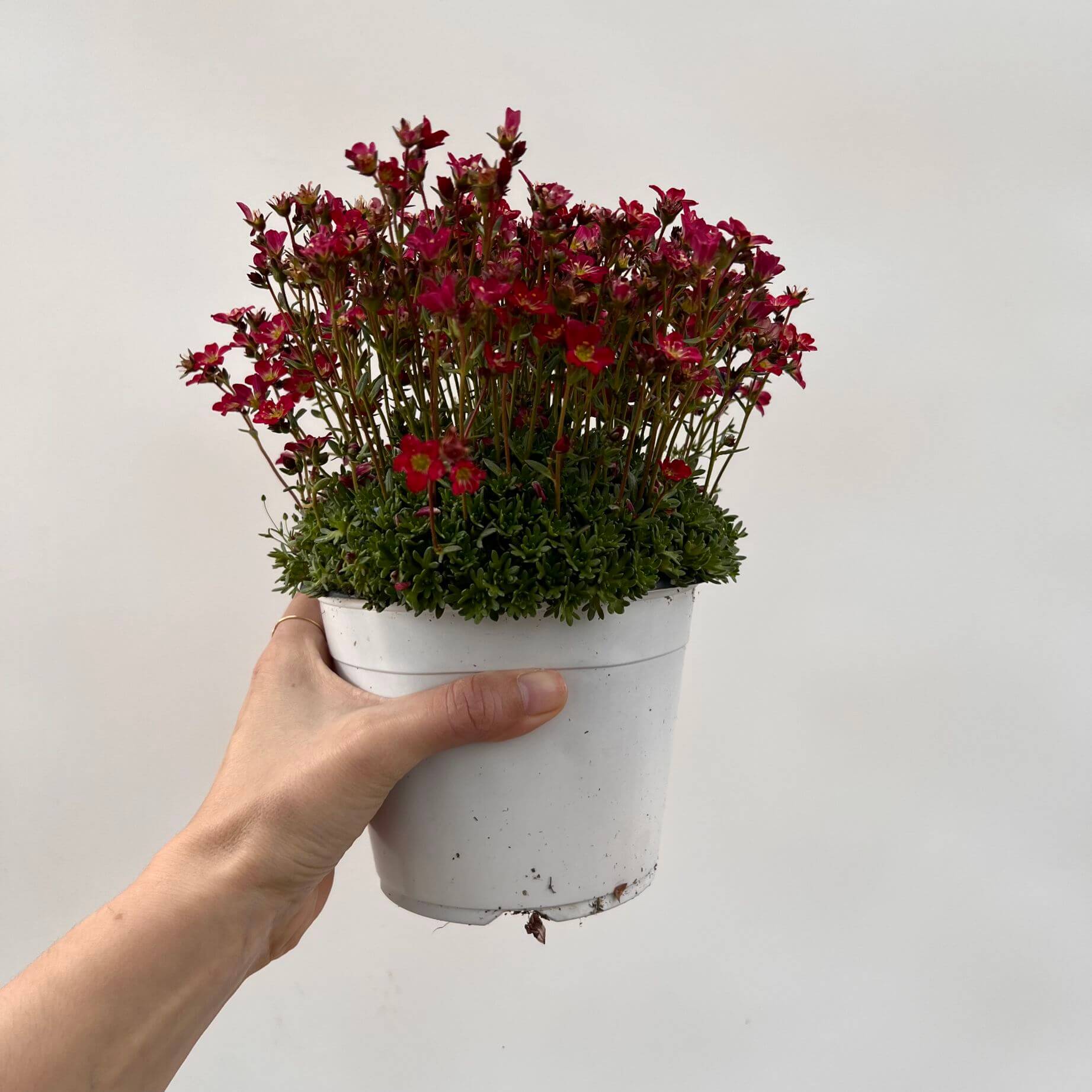 Saxifraga x Arendsii