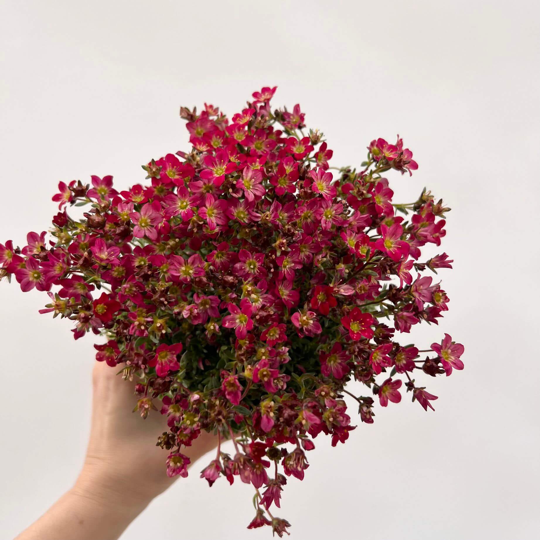 Saxifraga x Arendsii