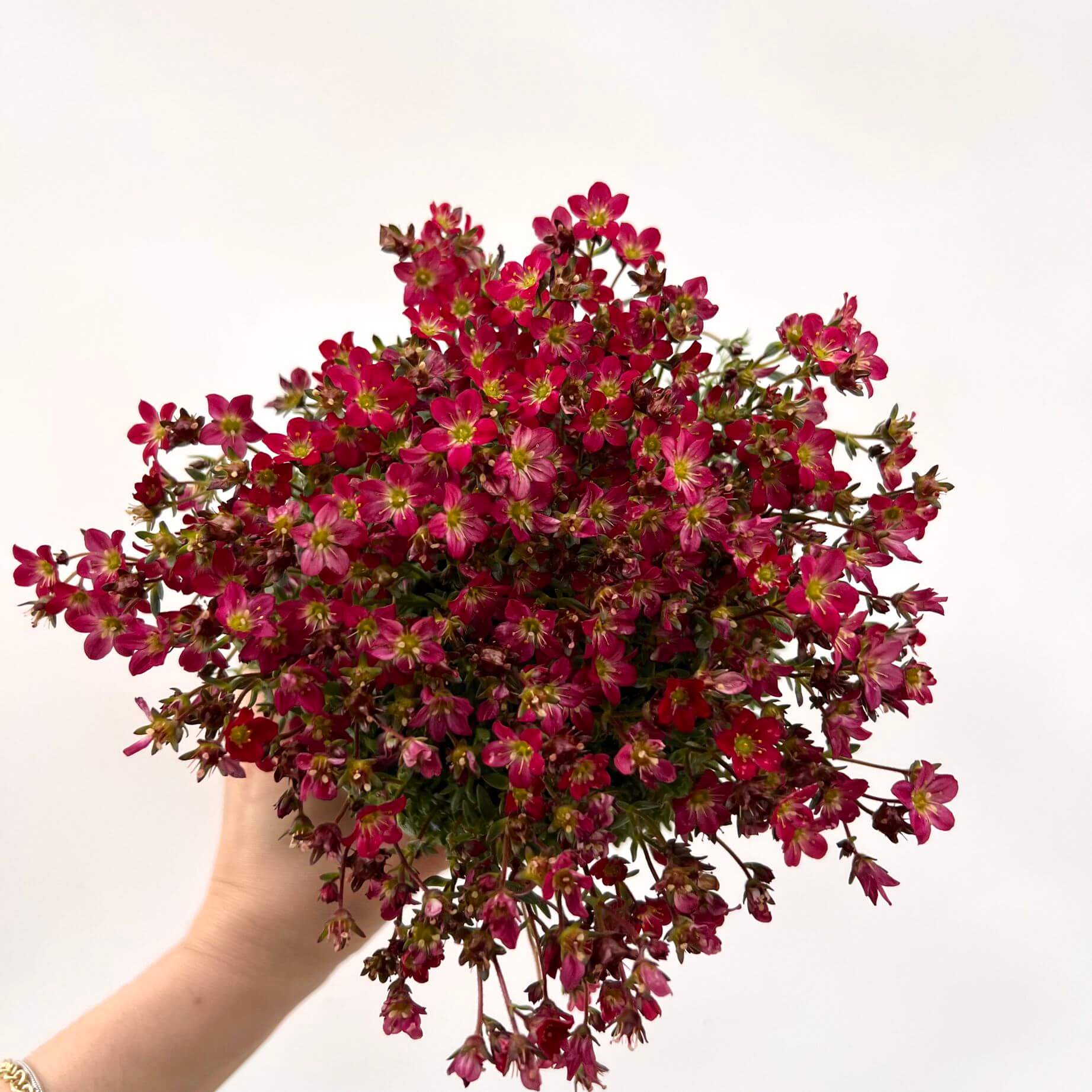 Saxifraga x Arendsii