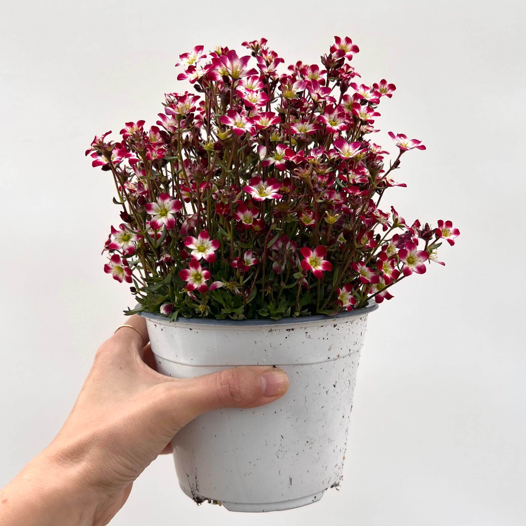 Saxifraga x Arendsii bicolor