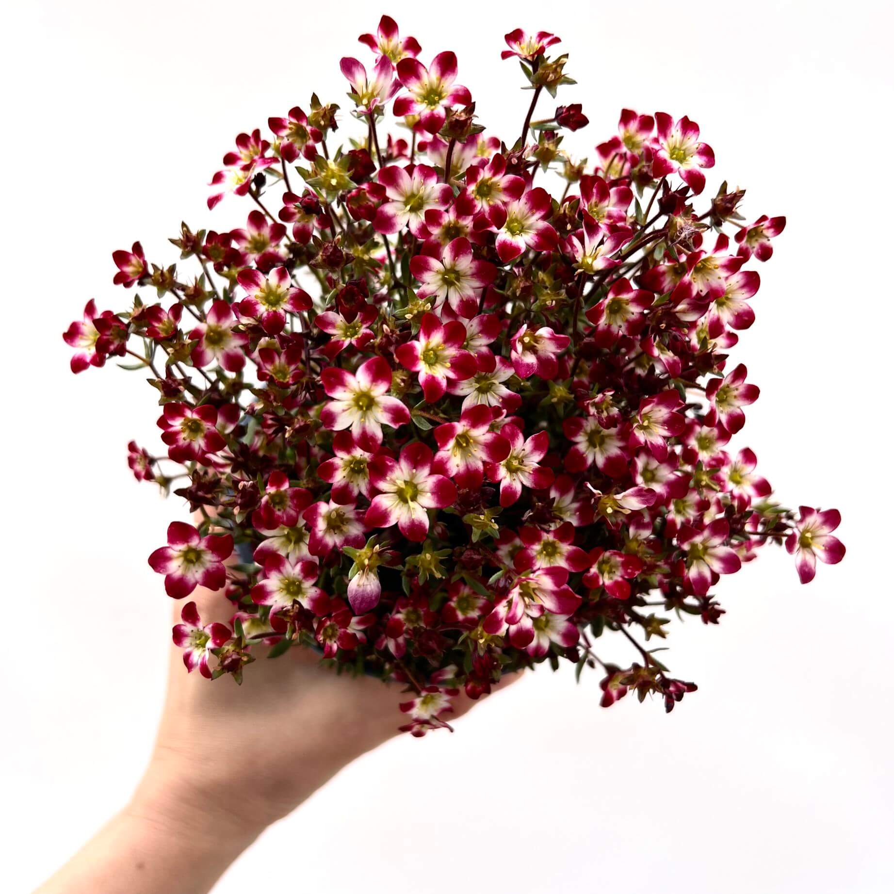 Saxifraga x Arendsii bicolor