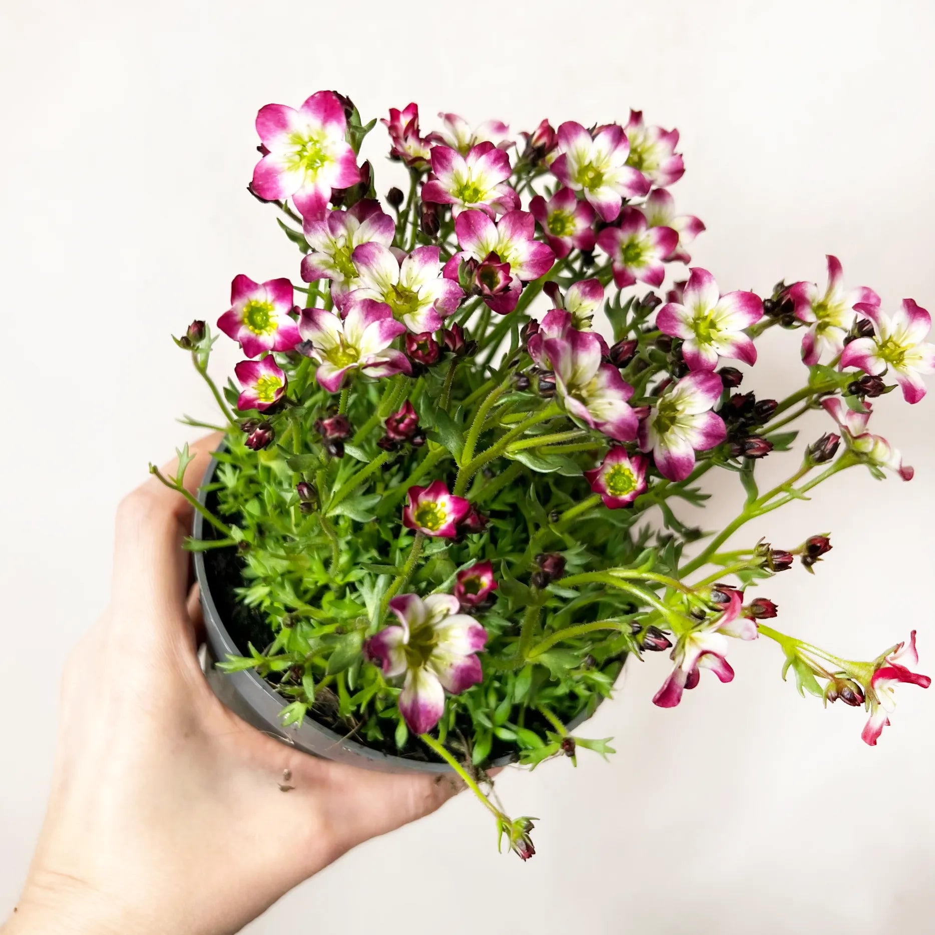 Saxifraga Arendsii Marto Rose