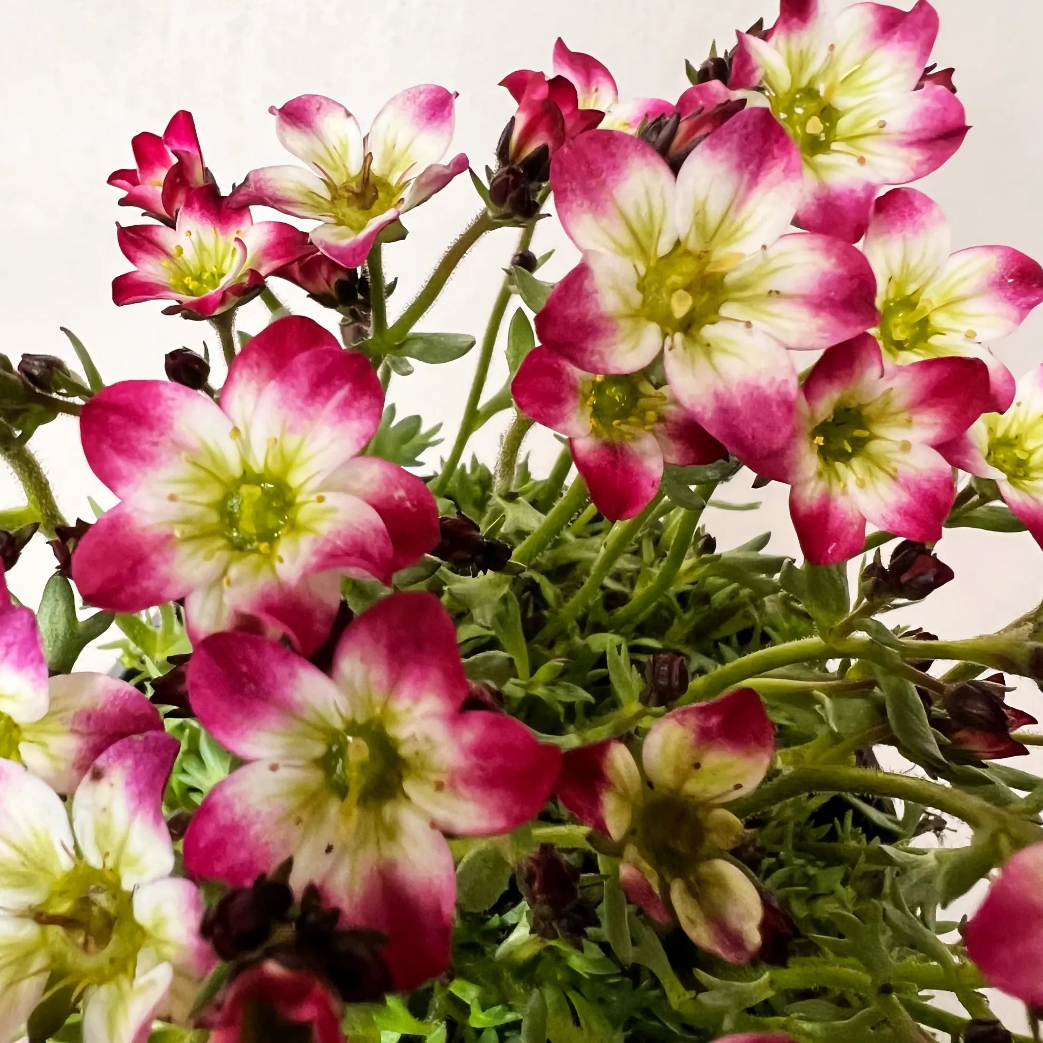 Saxifraga Arendsii Marto Rose