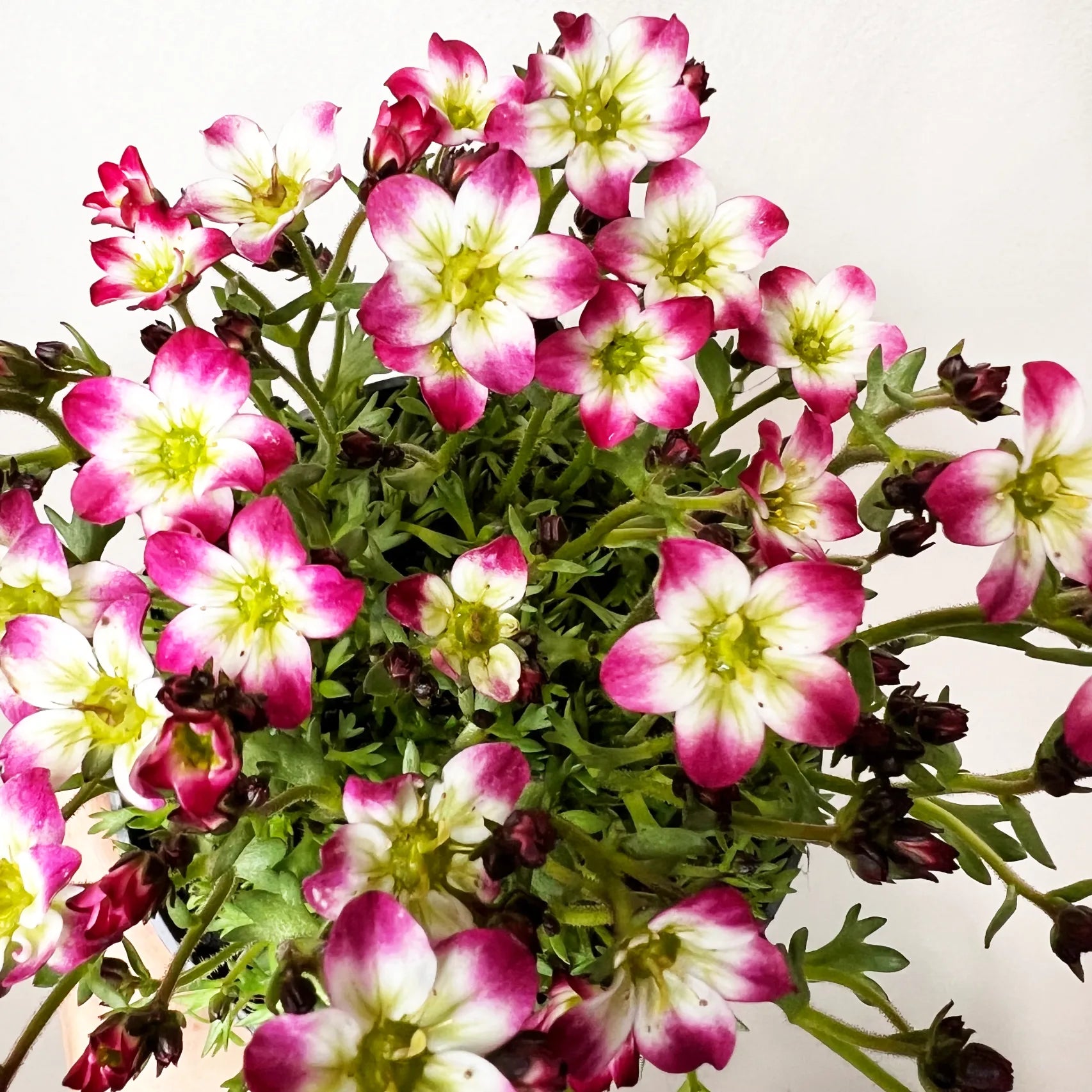 Saxifraga Arendsii Marto Rose