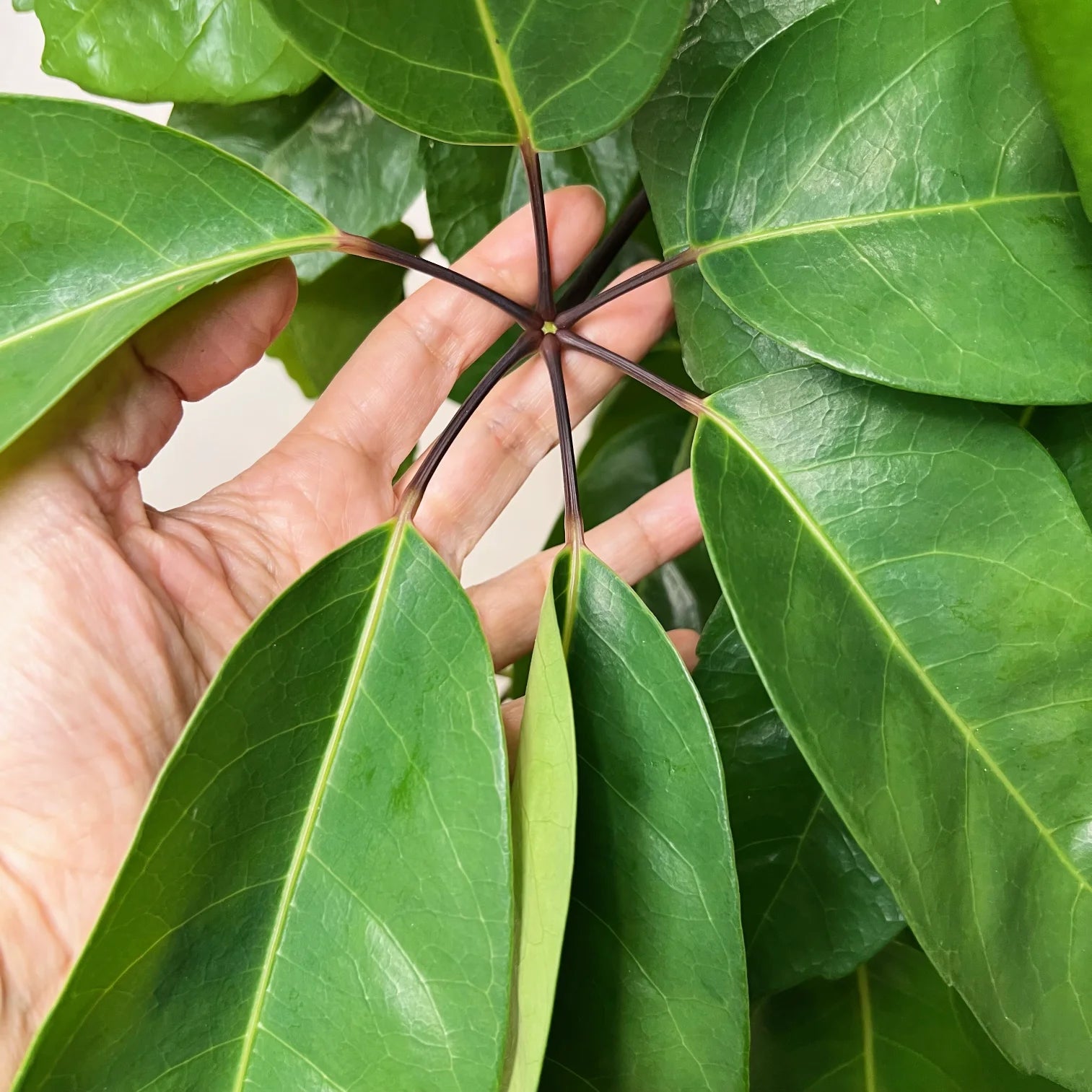 Schefflera actinophylla Amate