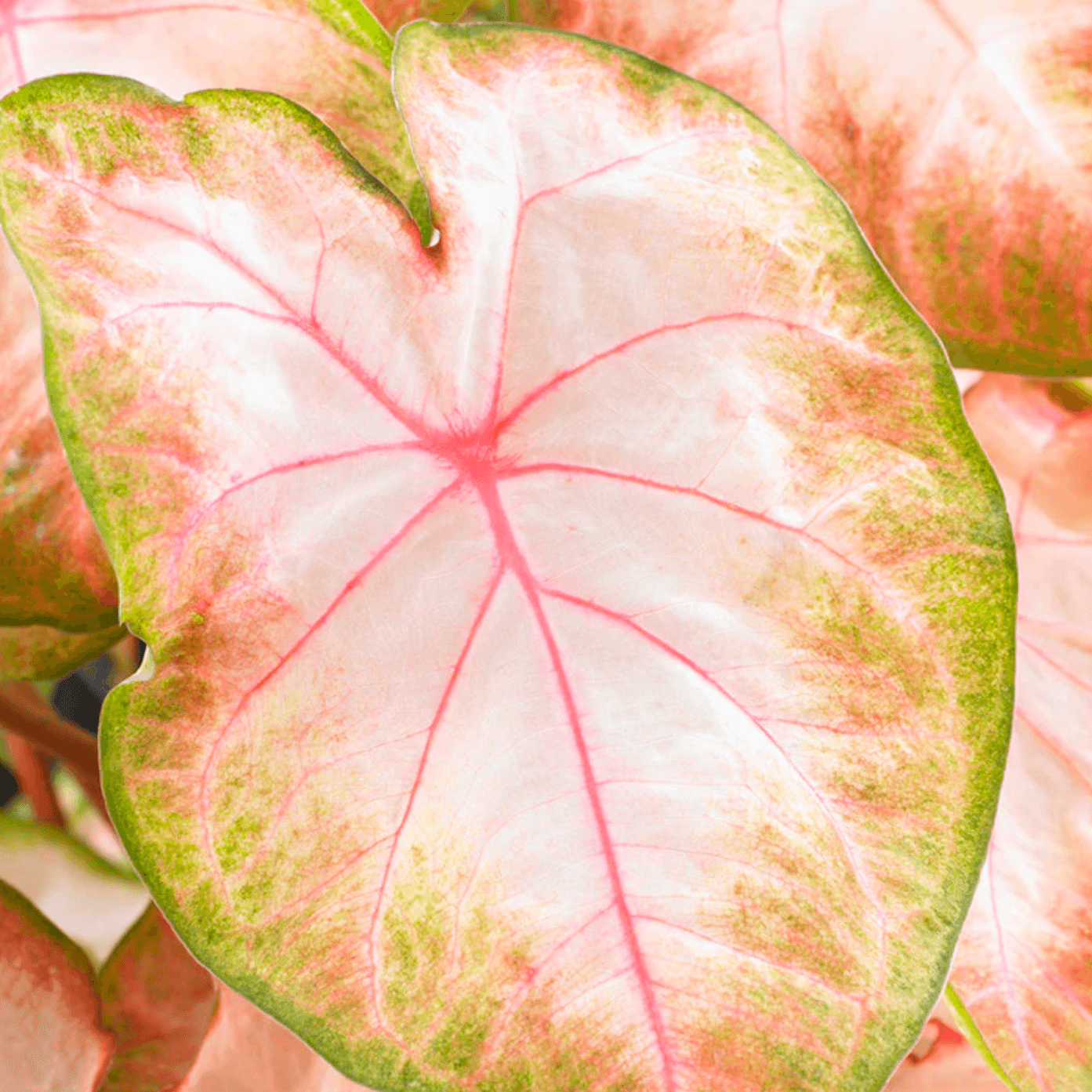 Caladium Kathleen