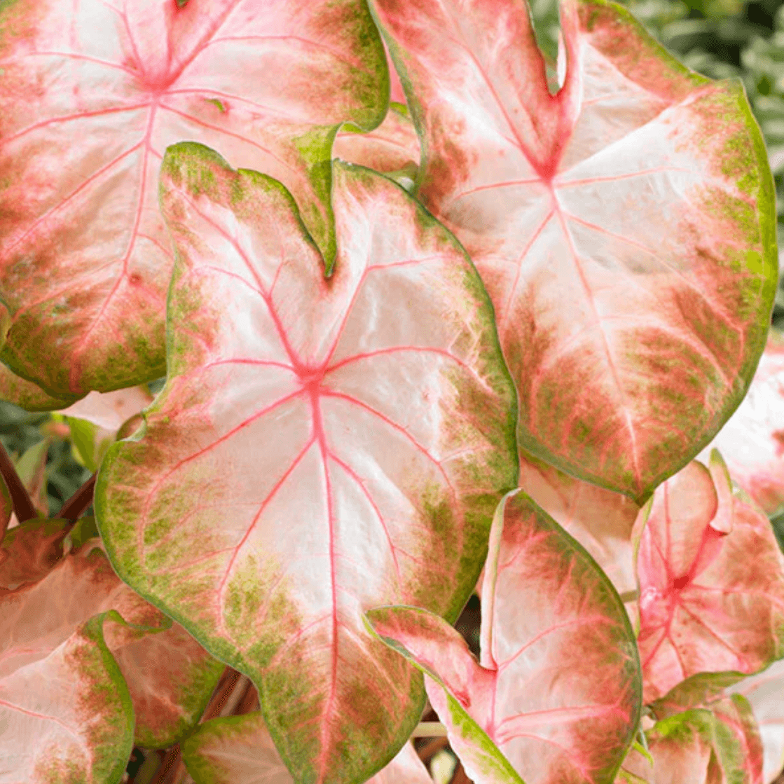 Caladium Kathleen