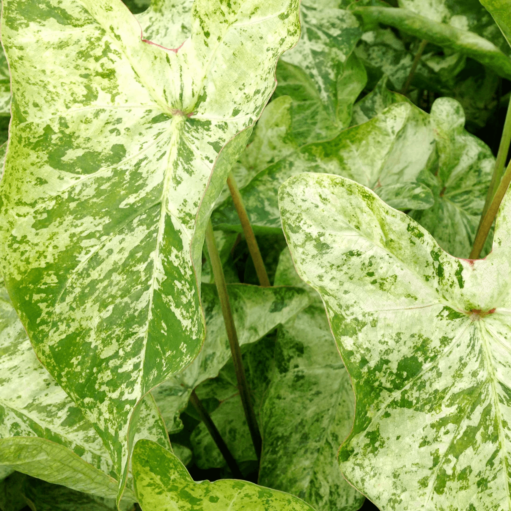 Caladium Frog in a blender