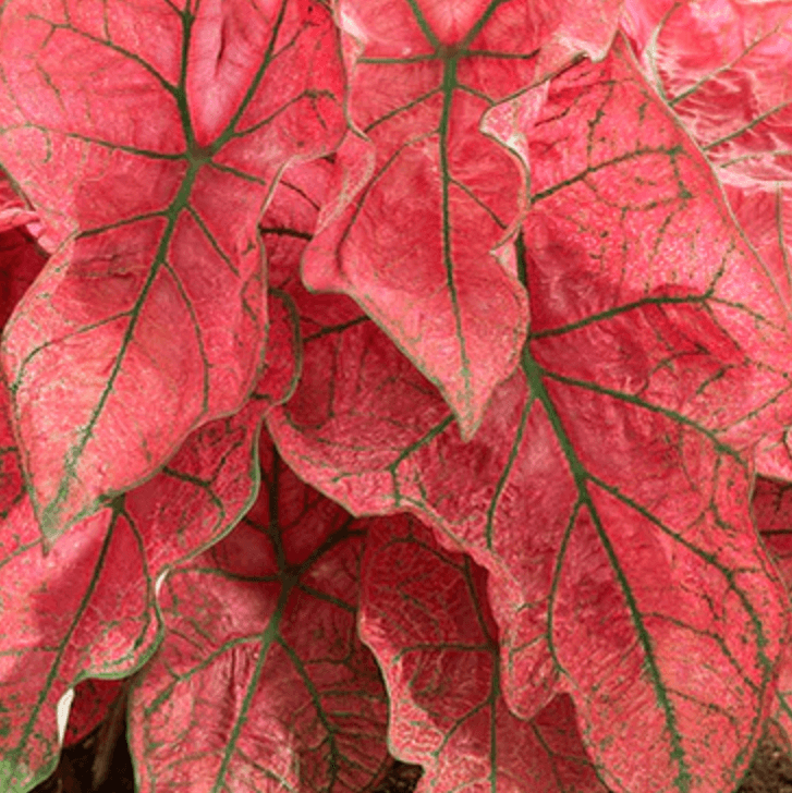 Caladium Festivia