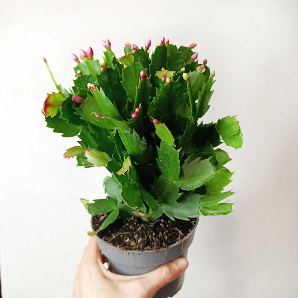 Schlumbergera mixed 4 colours (natalina)
