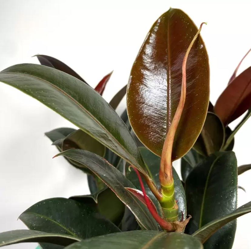 Ficus elastica Melany
