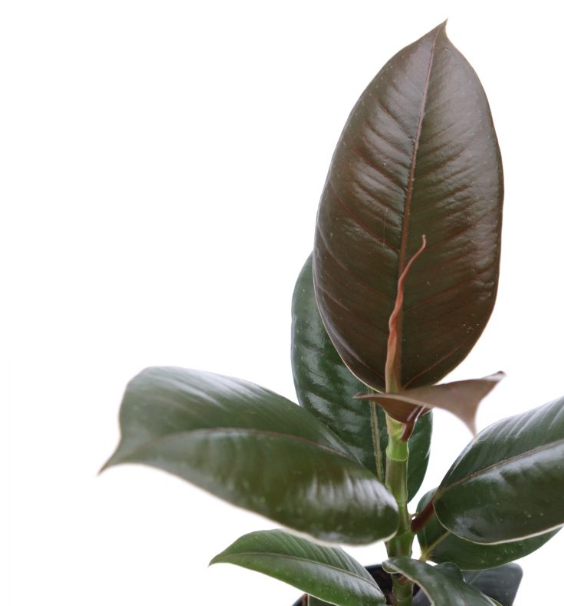 Ficus elastica Melany