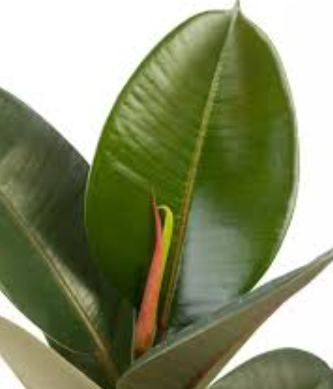 Ficus elastica Robusta