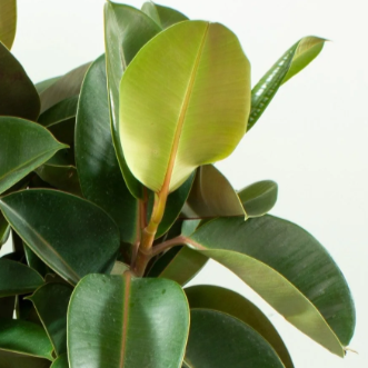 Ficus elastica Robusta
