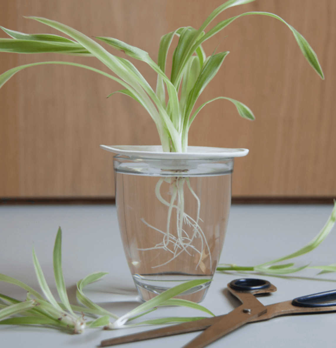 Piattino di germinazione e propagazione in porcellana