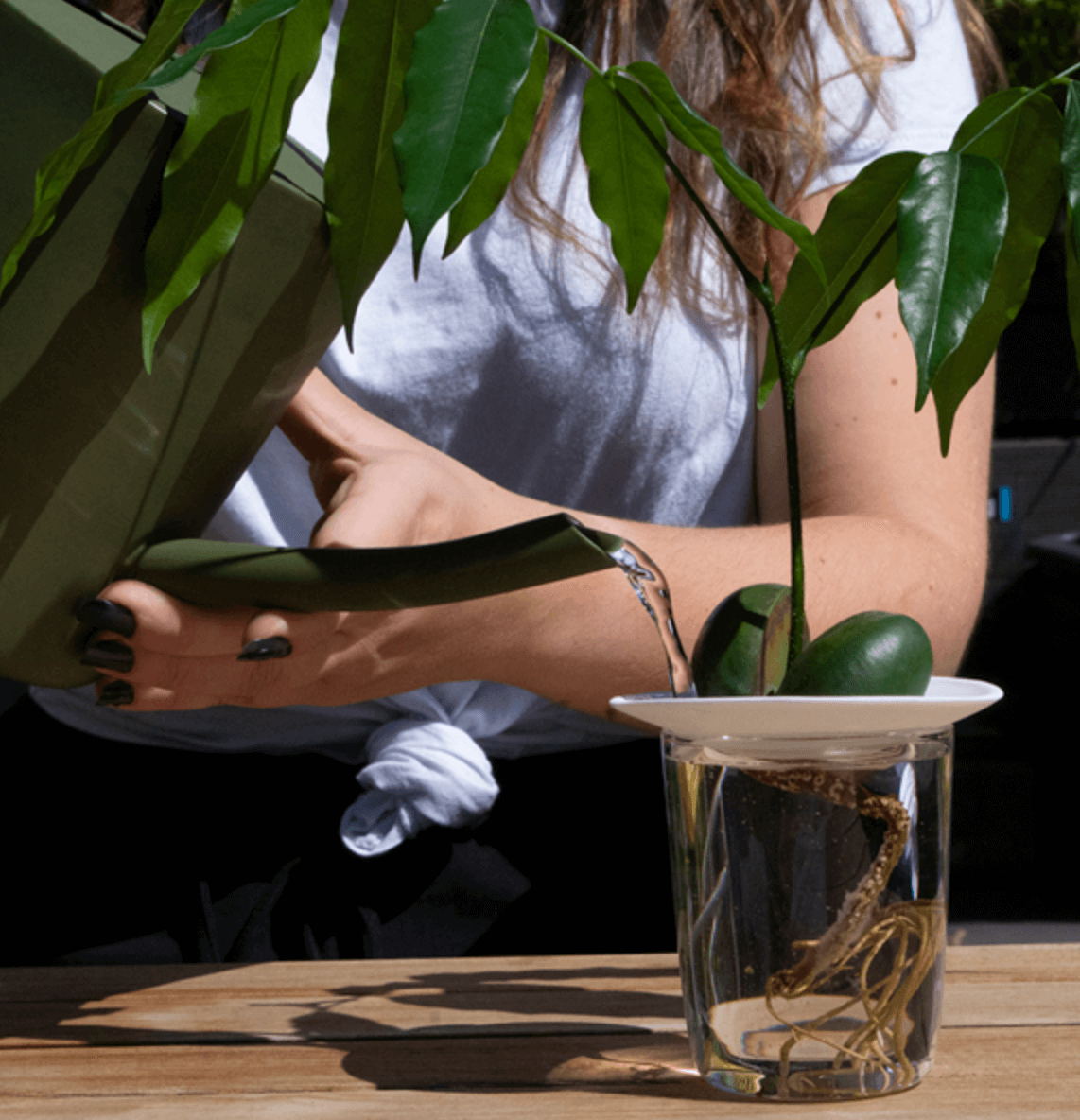 Piattino di germinazione e propagazione in porcellana