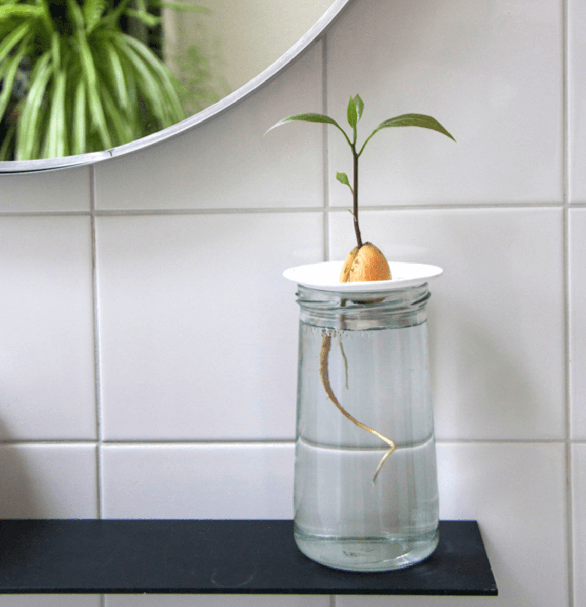 Piattino di germinazione e propagazione in porcellana