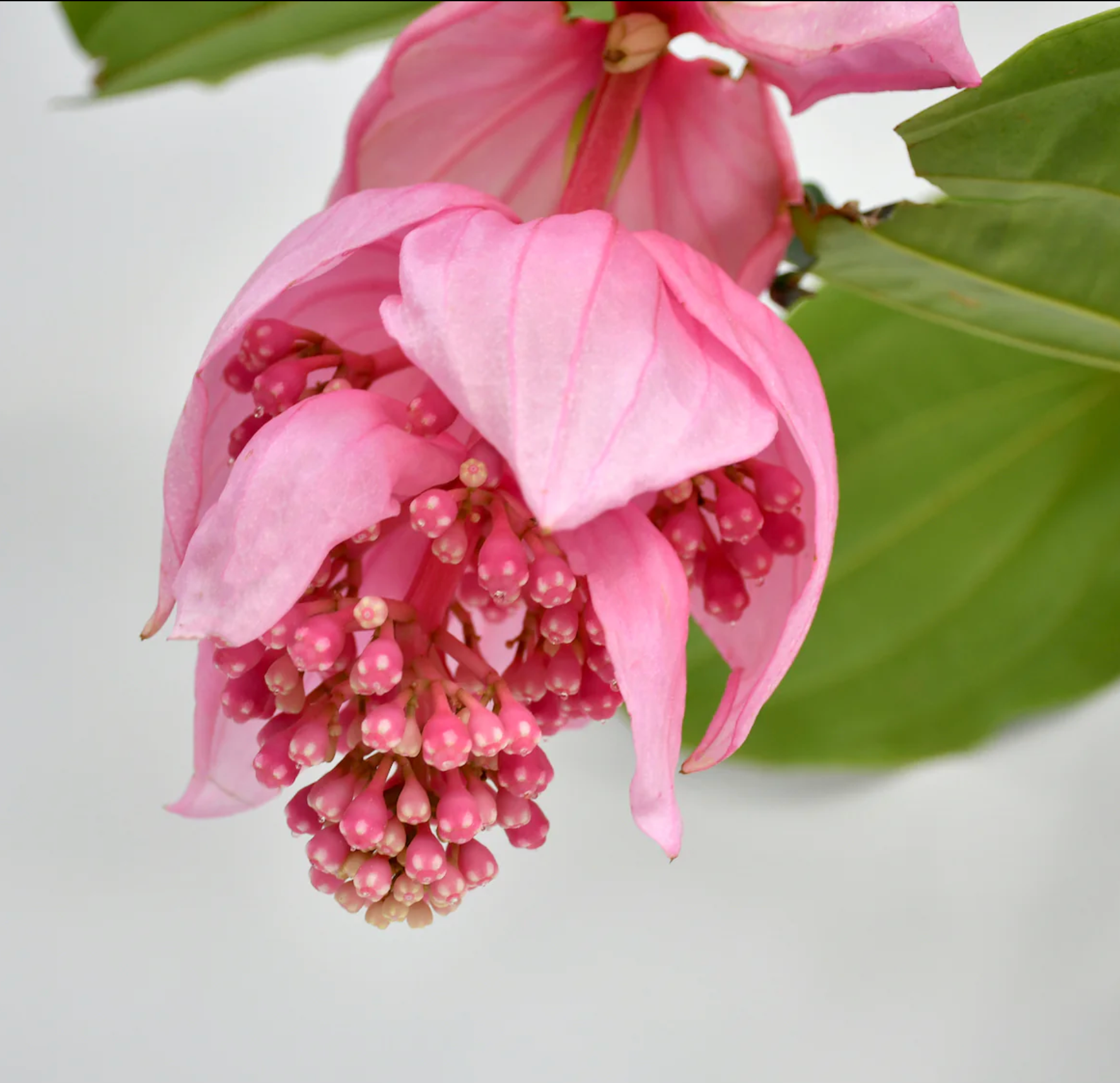 Medinilla Magnifica Candy